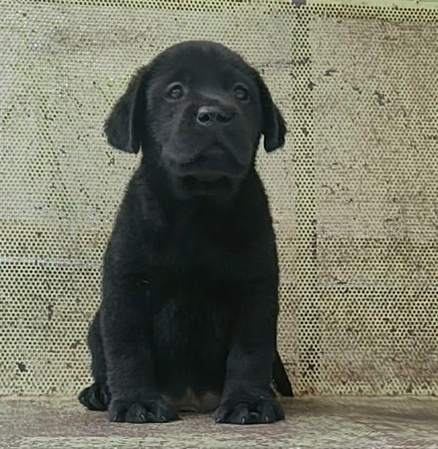 Order Female Labrador Retriever  Puppy from Chennai